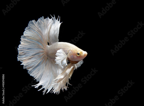 Photo White and Yellow Beautiful Crown Tail, Serit, Slayer, Half Moon pineapple Cupang, Betta, siamese fighting fish, Isolated on Black 