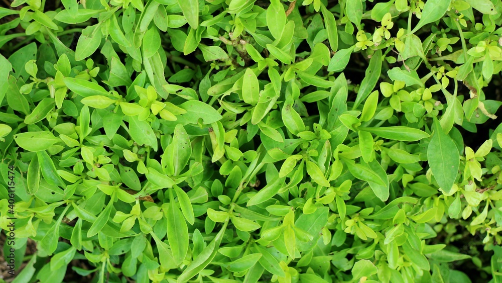 Green leaf texture background Green leaf texture background