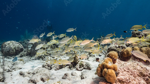 School of Grunts in shallow water of coral reef  in Caribbean Sea, Curacao with coral photo