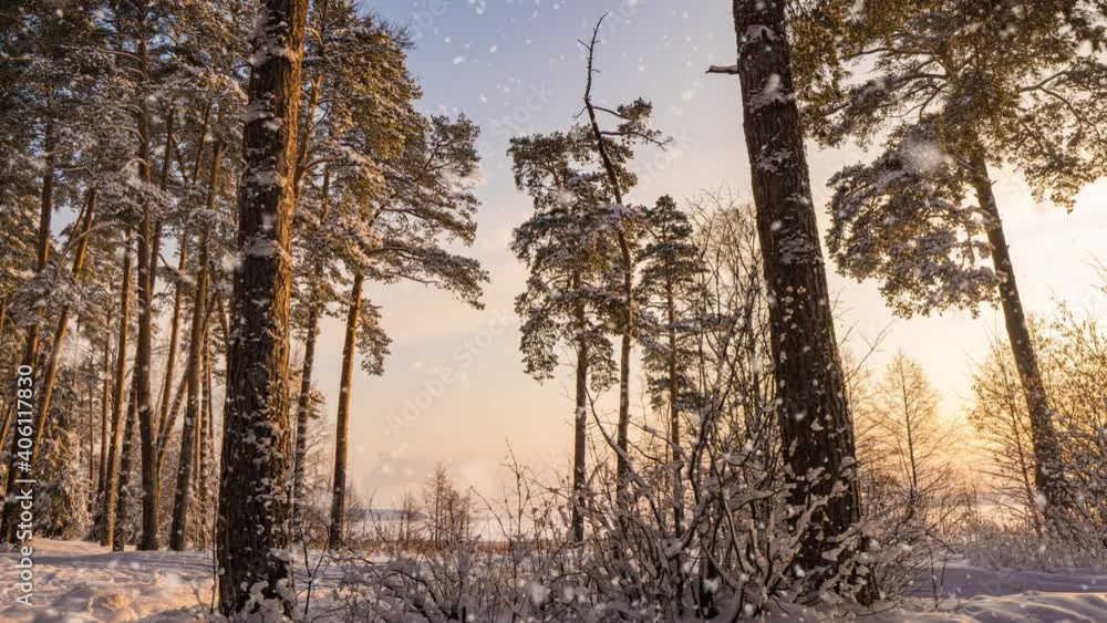 Swivel Hyperlapse in the winter snowy forest during snowfall, beautiful winter landscape and snowfall, pre-sunset winter time in the forest Swivel Hyperlapse in the winter snowy forest during snowfall, beautiful winter landscape and snowfall, pre-sunset winter time in the forest