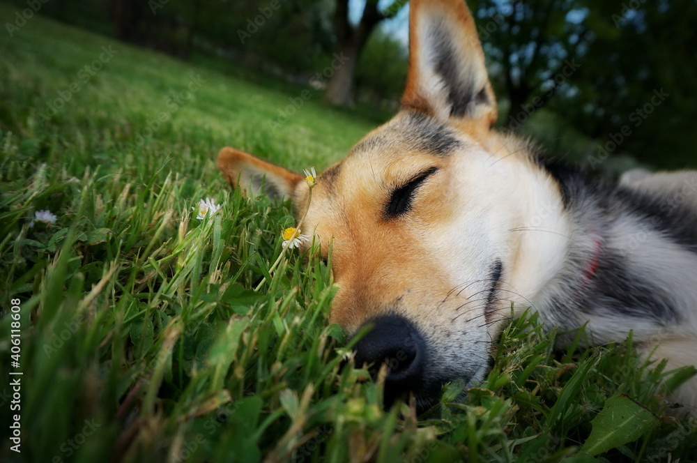 Fototapeta premium Satisfied dog lying in the grass