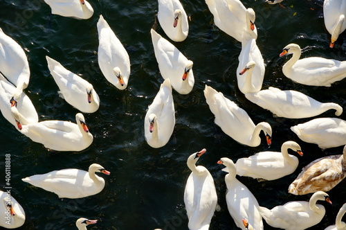 Flock of swans from above
