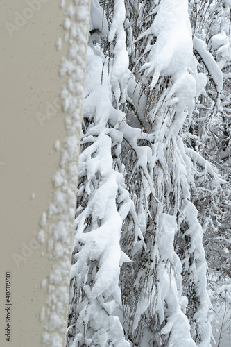Tree branches covered with abundant snow next to the wall