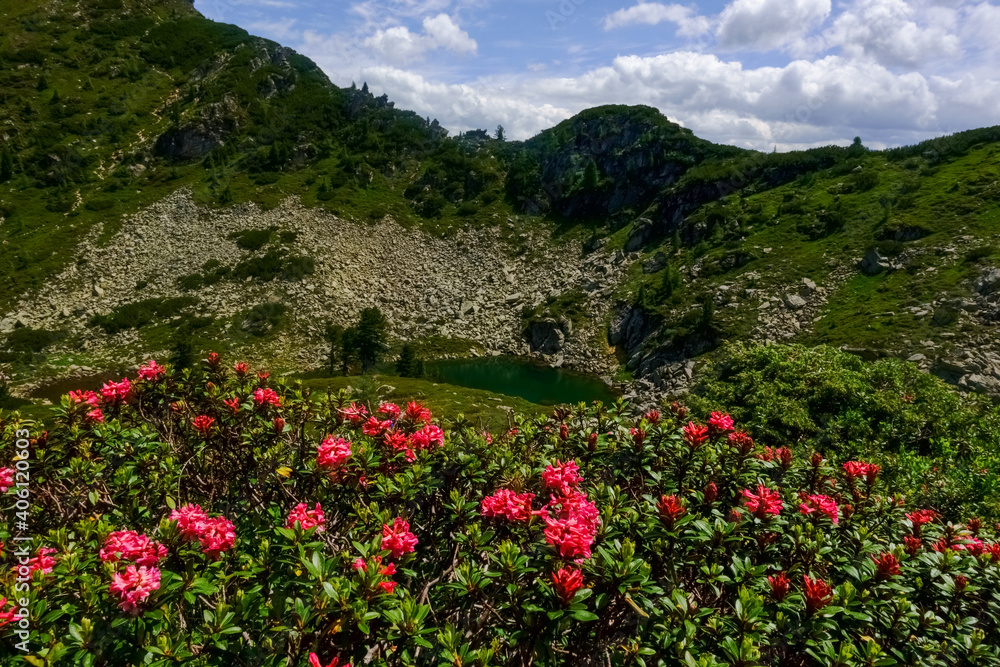 red flowers on the path to a mountain lake