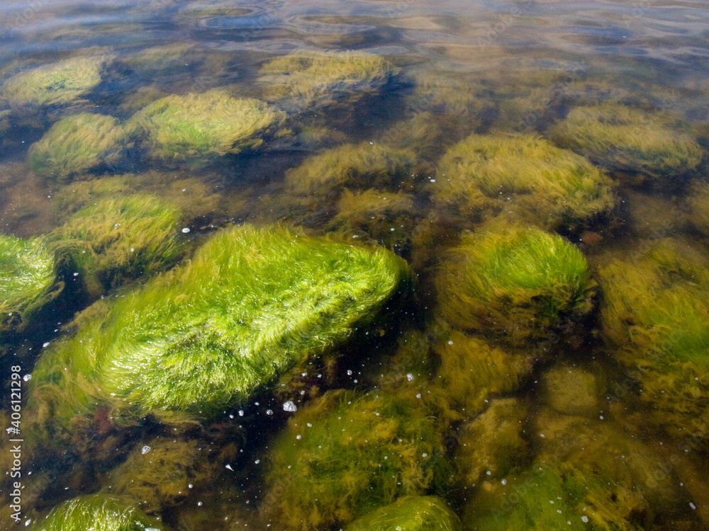 Stones overgrown with green algae in sea water.