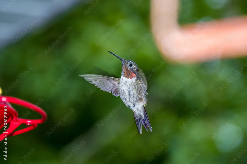 Fototapeta premium Male ruby throated hummingbird and his feeder - Archilochus colubris