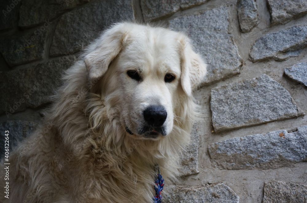Portrait of slovak cuvac sitting in front of the stone wall Portrait of slovak cuvac sitting in front of the stone wall