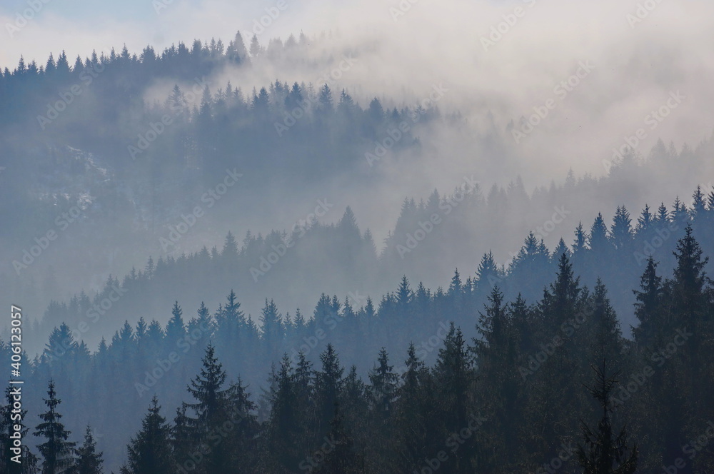 Misty, cloudy and majestic forest landscape with black and blue silhouettes of coniferous trees on a mountainside; early spring morning view of Beskydy mountains in Czech Republic, Europe