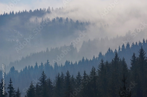 Misty, cloudy and majestic forest landscape with black and blue silhouettes of coniferous trees on a mountainside  early spring morning view of Beskydy mountains in Czech Republic, Europe © Nina