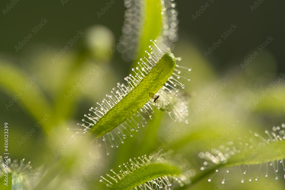 close up of a Cape sundew Drosera capensis plant