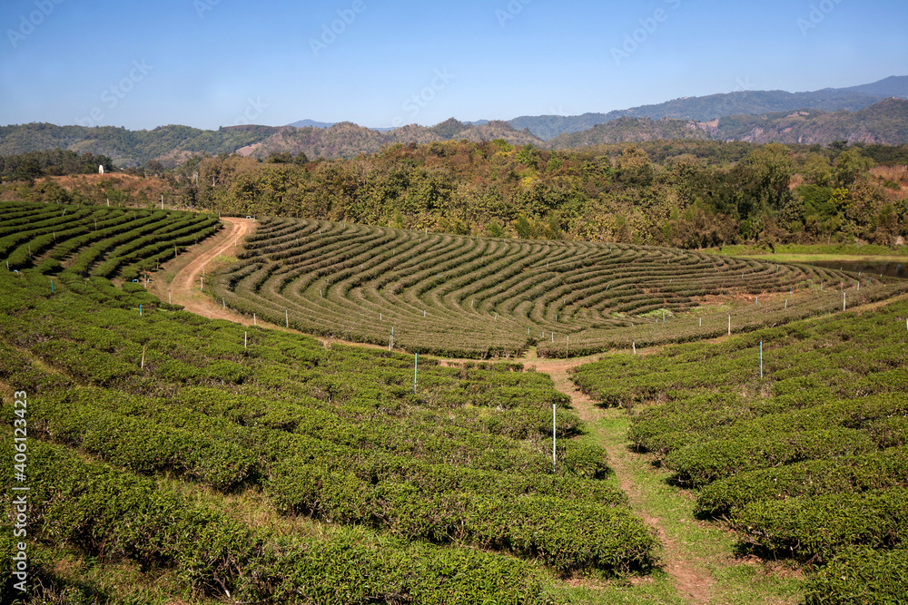 Tea Plantation in Chian Rai Province, Thailand