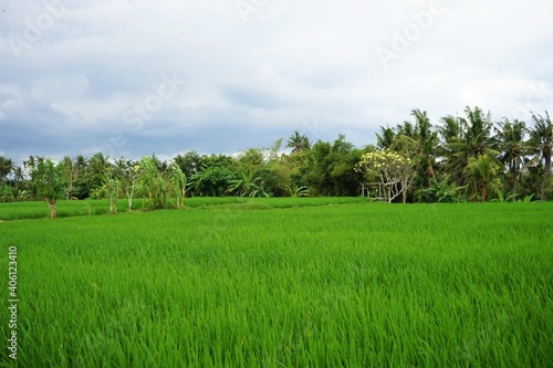 Beautiful landscape of Rice Terraces Field in Bali, Indonesia
