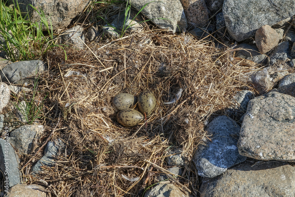 Seagull eggs in nest, on rocks. Khaki eggs, protective coating