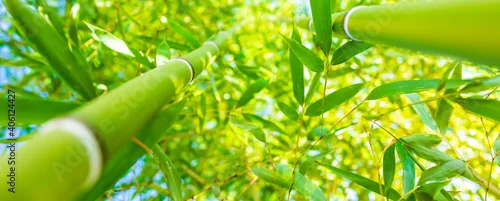 Obraz  z motywem (Selective focus) Stunning view of a defocused bamboo forest during a sunny day. Arashiyama Bamboo Grove, Kyoto, Japan. Natural, green background with copy space.