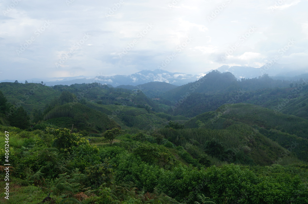 a view of a mountain filled with fresh greenery and tea plantations