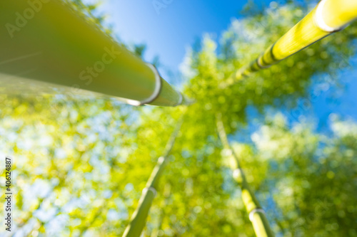 (Selective focus) Stunning view of a defocused bamboo forest during a sunny day. Arashiyama Bamboo Grove, Kyoto, Japan. Natural, green background with copy space.