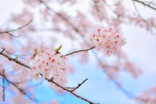 満開の桜 © taiki