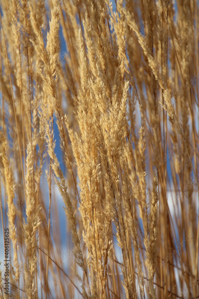 Fototapeta premium Grass Seed, Edmonton, Alberta