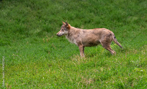 wolf in natural back