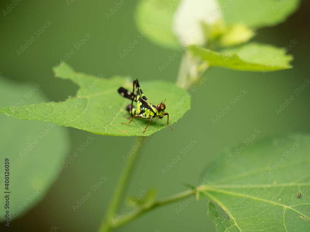 Close up picture of Green grasshopper with copy space and green background in Thailand. This type of insects is arthropod which can jumps to leaf and camouflage in a forest. Close up picture of Green grasshopper with copy space and green background in Thailand. This type of insects is arthropod which can jumps to leaf and camouflage in a forest.
