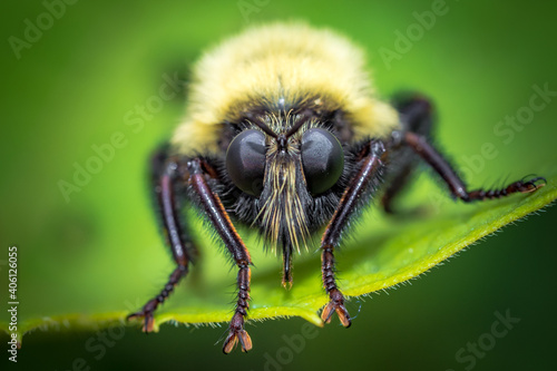 Close up detail of bee in the garden © Mike Workman
