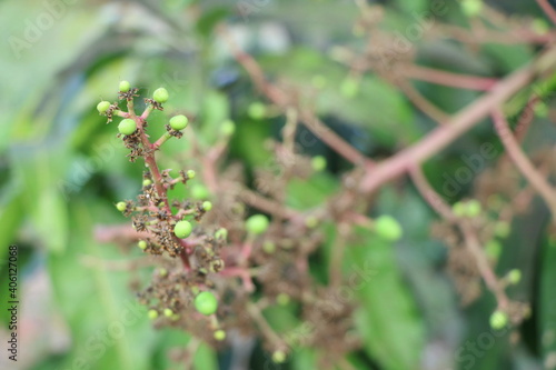 Close up small young green mangoes fruit on mango tree in Thailand