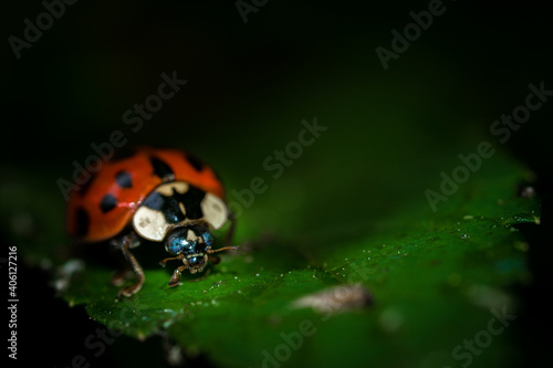 Close up detail of ladybug