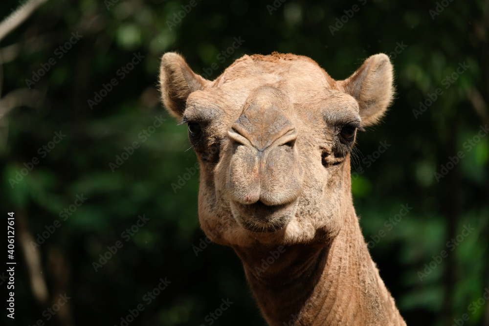 Close-up photo of camel face
