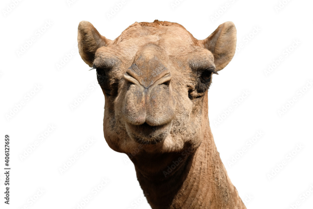 Obraz premium Close-up photo of camel face isolated on white background
