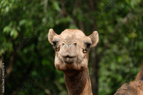 Close-up photo of camel face © J.NATAYO
