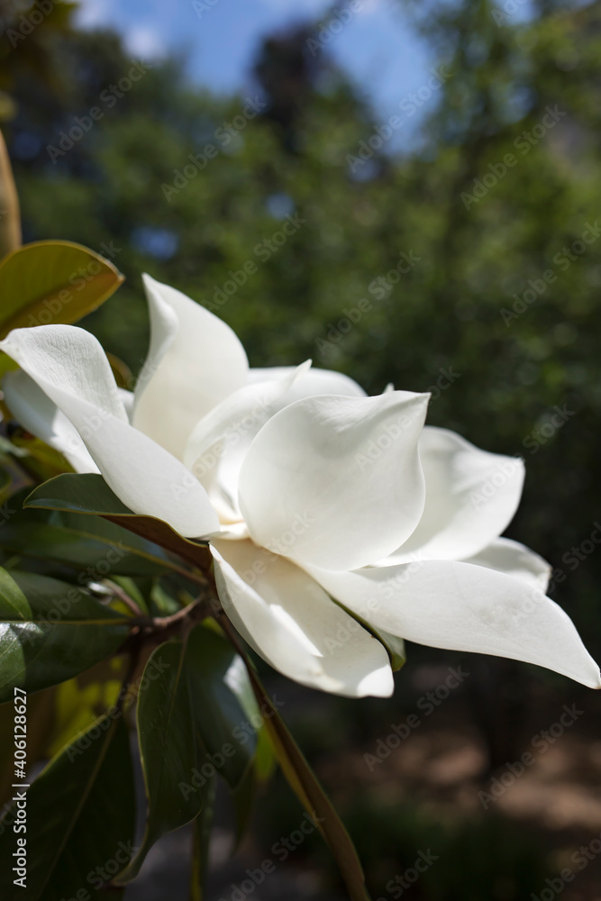 Obraz premium Beautiful white magnolia flower close-up on a sunny day. Side view. Vertical image.