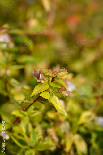 Abelia Kaleidoscope