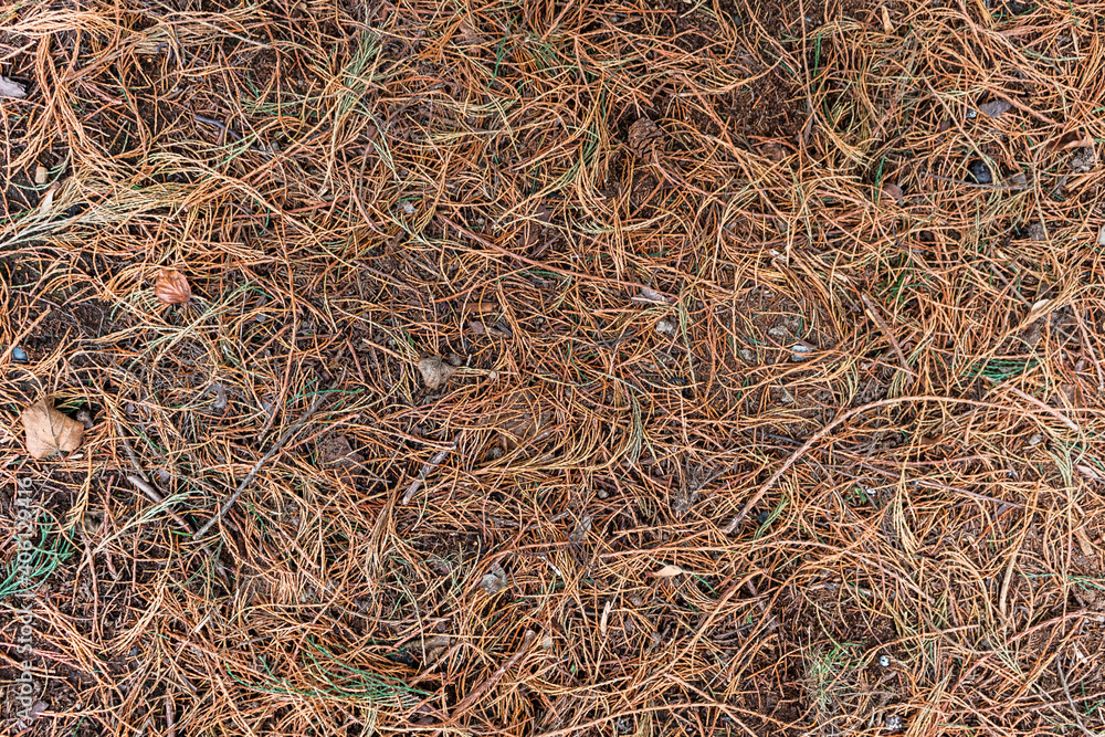 Horizontal Texture of some brown spruce needles on the ground. Horizontal Texture of some brown spruce needles on the ground.
