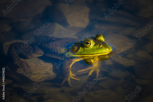 Frog rests at the edge of the water half in and out waiting for prey