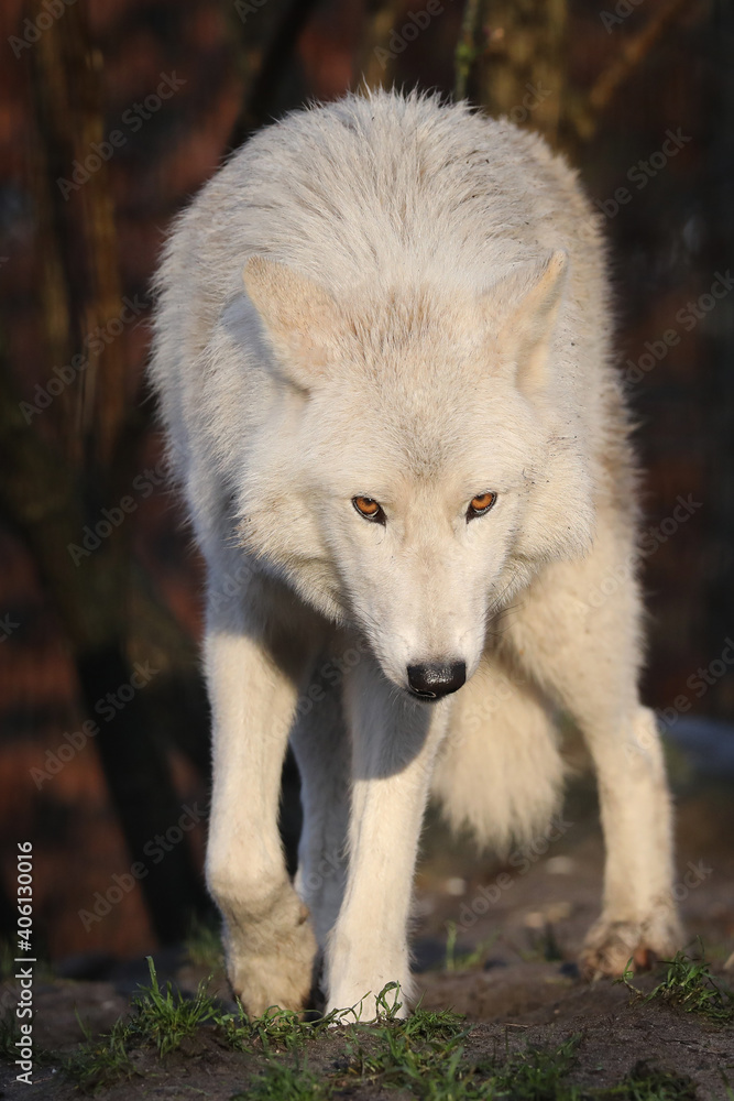 Obraz premium White Hudson Bay wolf (Canis lupus hudsonicus) beautiful view