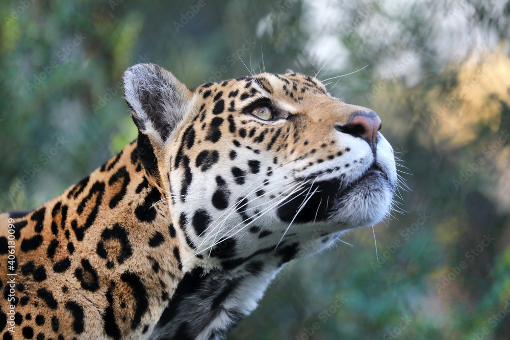 Fototapeta premium portrait of Jaguar (Panthera Onca) in natural habitat
