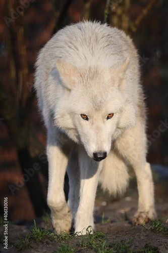 White Hudson Bay wolf  Canis lupus hudsonicus  beautiful view