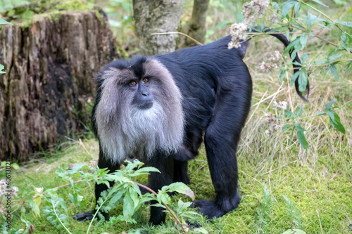 closeup view of lion-tailed macaque or the wanderoo photo