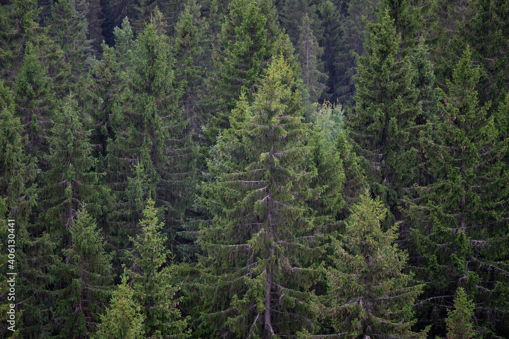 Spruce forest Spruce forest
