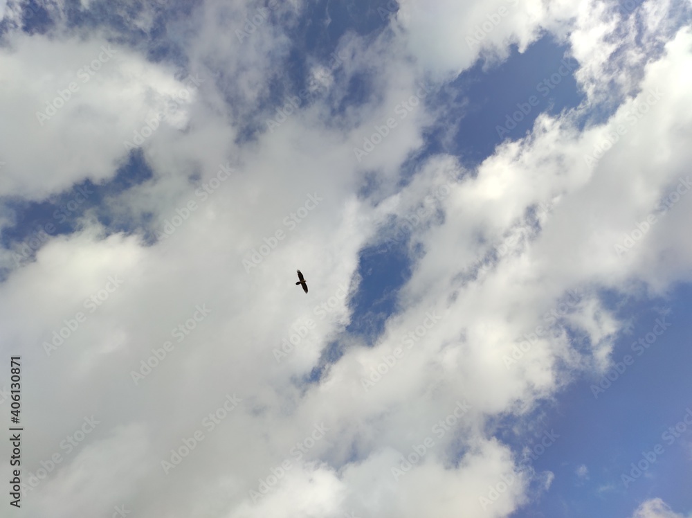 High flying bird alone in blue cloudy sky in the morning High flying bird alone in blue cloudy sky in the morning