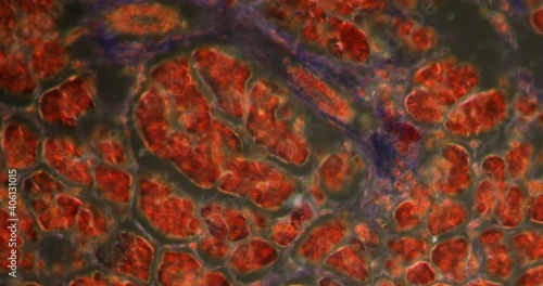 pancreas with islet cells in Darkfield tissue under the microscope 200x photo