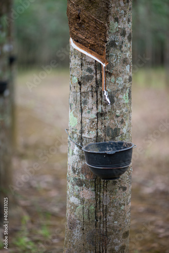 Rubber Latex extracted from rubber tree or Hevea Brasiliensis