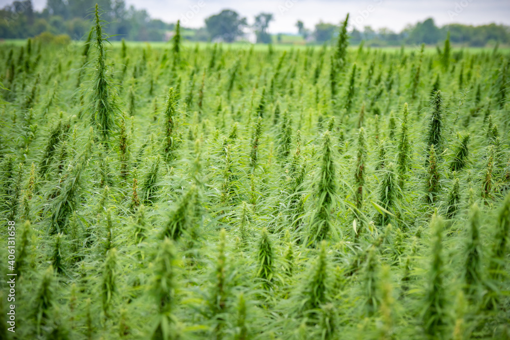 Marijuana fields in Ontario Marijuana fields in Ontario
