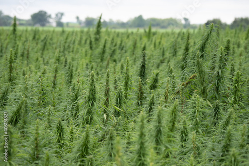 Marijuana fields in Ontario