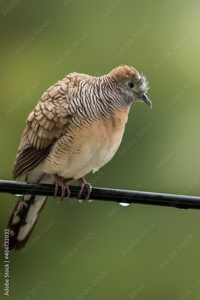 A bird on the wires.