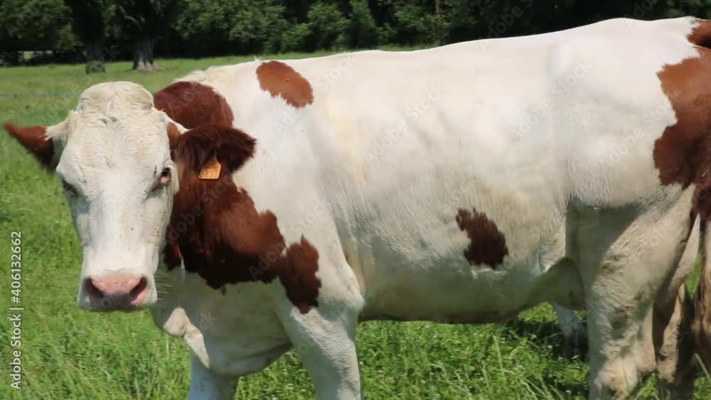 Vache dans un champs qui mangent. Vache blanche et marron ( Montbéliarde ). Herbe verte et journée ensoleillé.