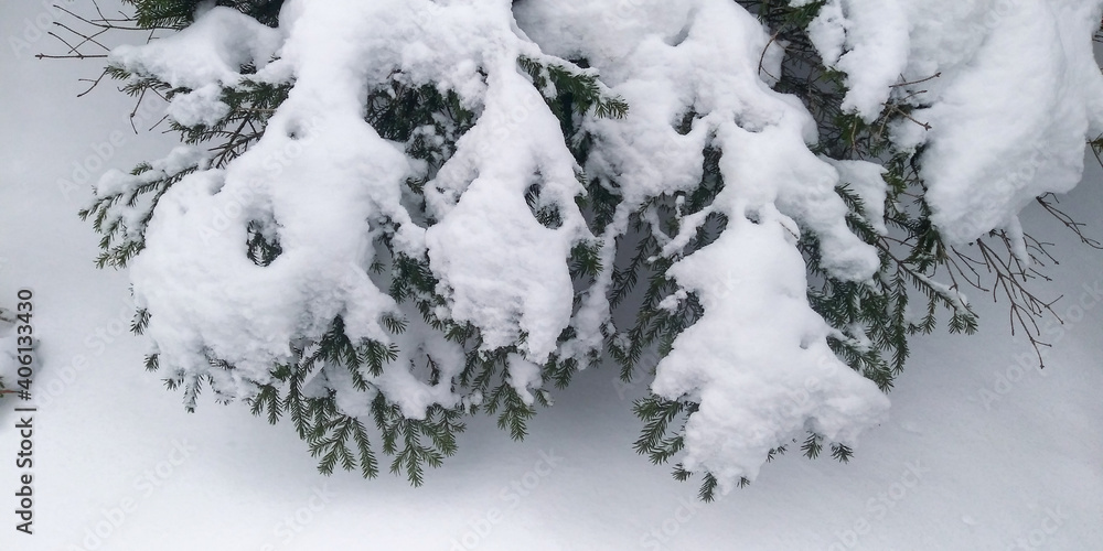 Fototapeta premium snow covered branches of tree