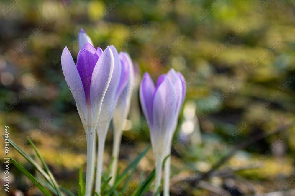 Crocus flowers against green bokeh background. First flowers in early spring 