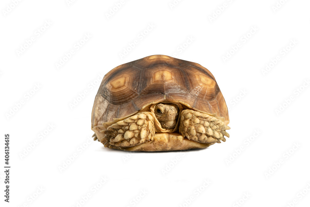 Fototapeta premium Turtle shrinking its head or turtle isolated on white background with clipping path