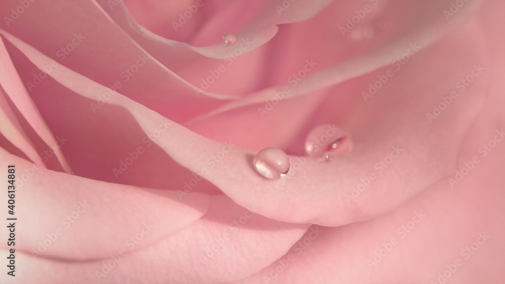 Floral background of pink rose bud in blur, 16:9 Floral background of pink rose bud in blur, 16:9
